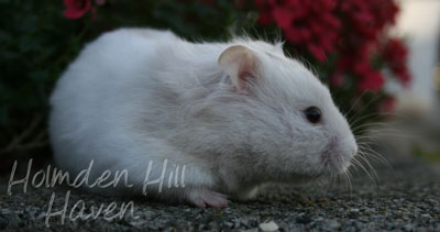 Mirage- Silver Dove Tortoiseshell and White (Banded) Longhaired